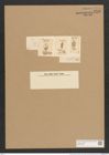 Cocconeis scutellum Ehr. (de-Toni-Nr.: Genus 40, Species 1812) Zeichnungen Sammlung Grunow Nr. 3596 (NHMW-BOT-W0371189)